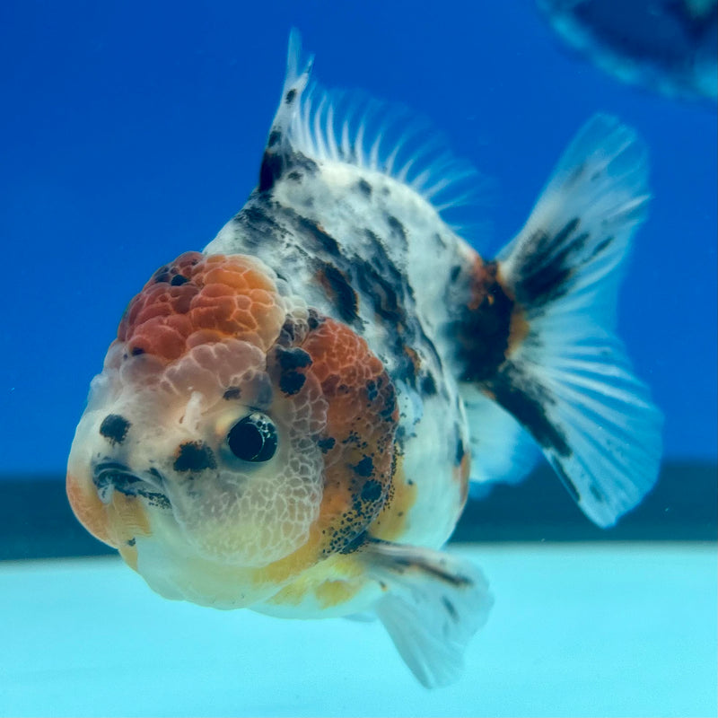 Thai Oranda SHOGUN 3” Body Female(CK-1164)R3A07