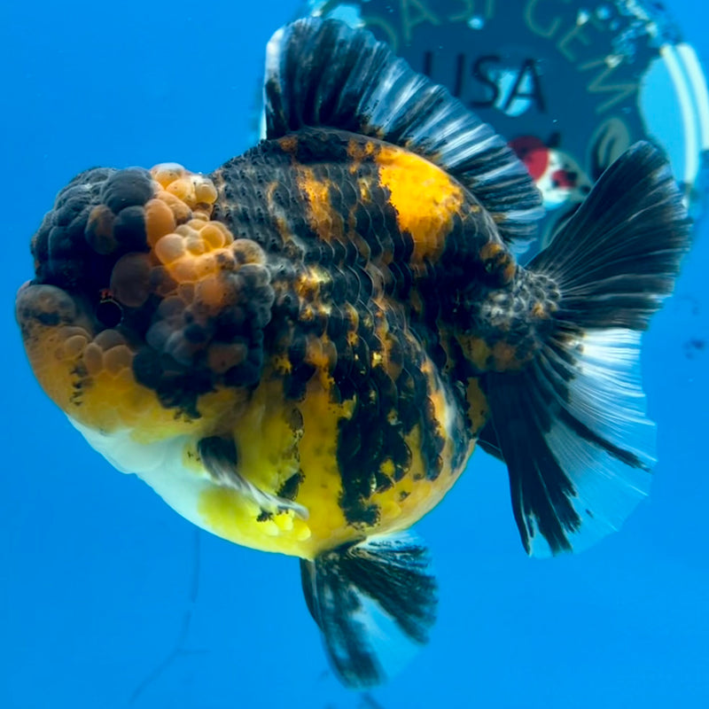Thai Oranda Tri-Color Calico Tiger 3” Body Female(QGF-CK-1094)SHOWTANK