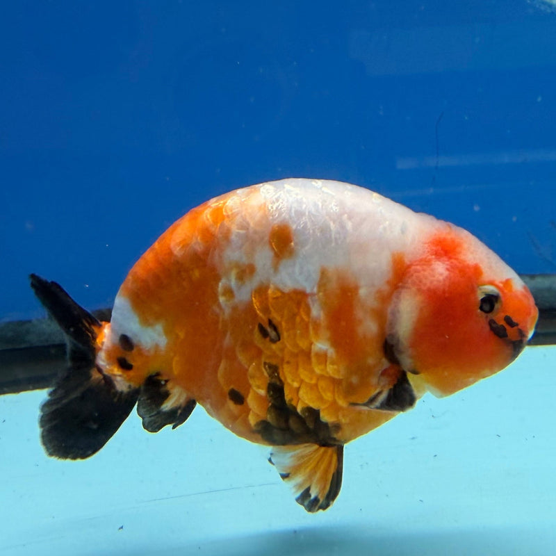 Chinese Ranchu Tri-Color Sakura 3.5in Male (FEB-308)R2A06