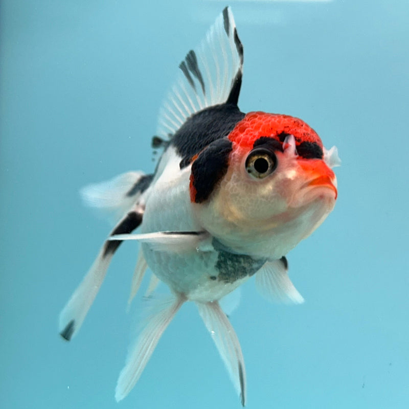 Thai Tri-Color Oranda 2”Body Male (JCD-104)R4B01