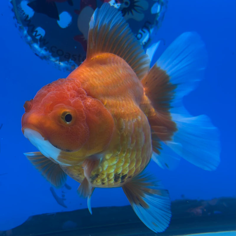 Thai Oranda Full Red 3.5” Body Female(CK-1199)SHOWTANK