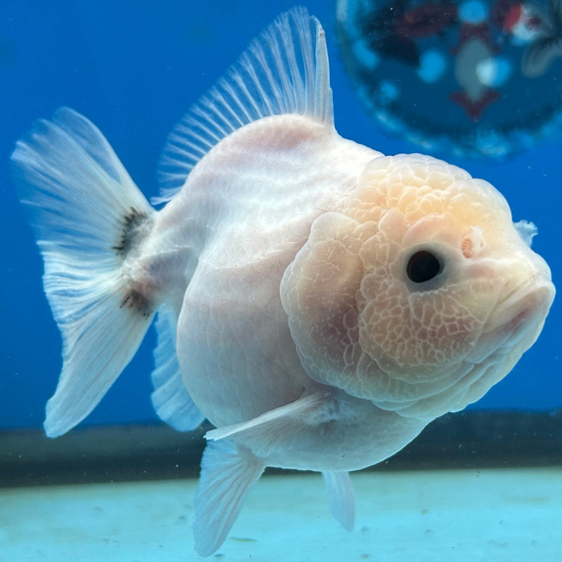 Premium Fancy Thai Marble Kirin Oranda 3”Body Female (JCD-209)R2C05