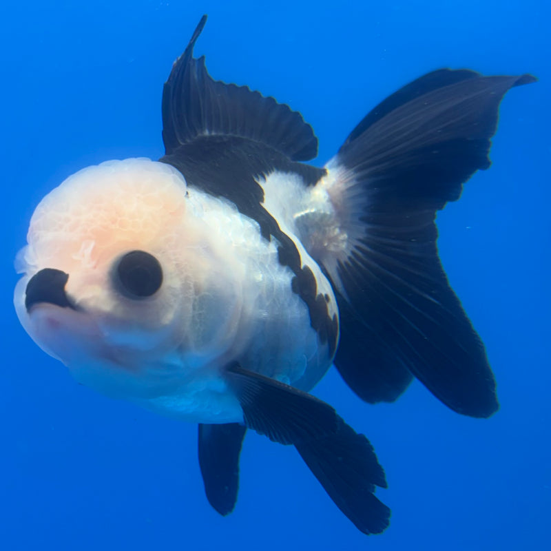 Thai Oranda Panda 3” Body Male(CK-1383)R1B10