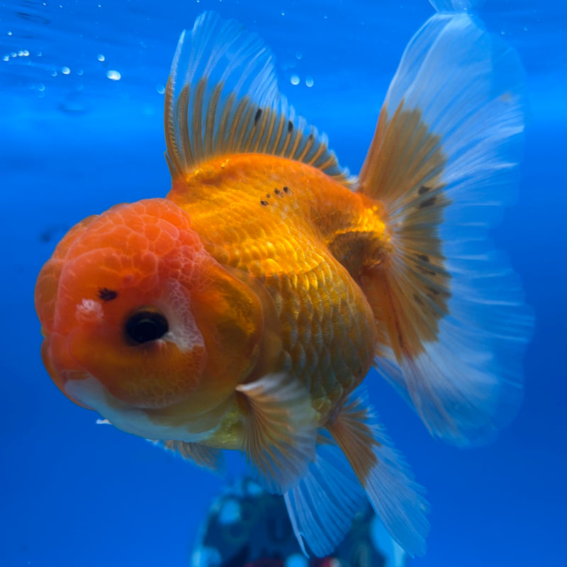 Thai Oranda Tri-Color 3” Body Female(BIN-CK-1062)SHOWTANK2