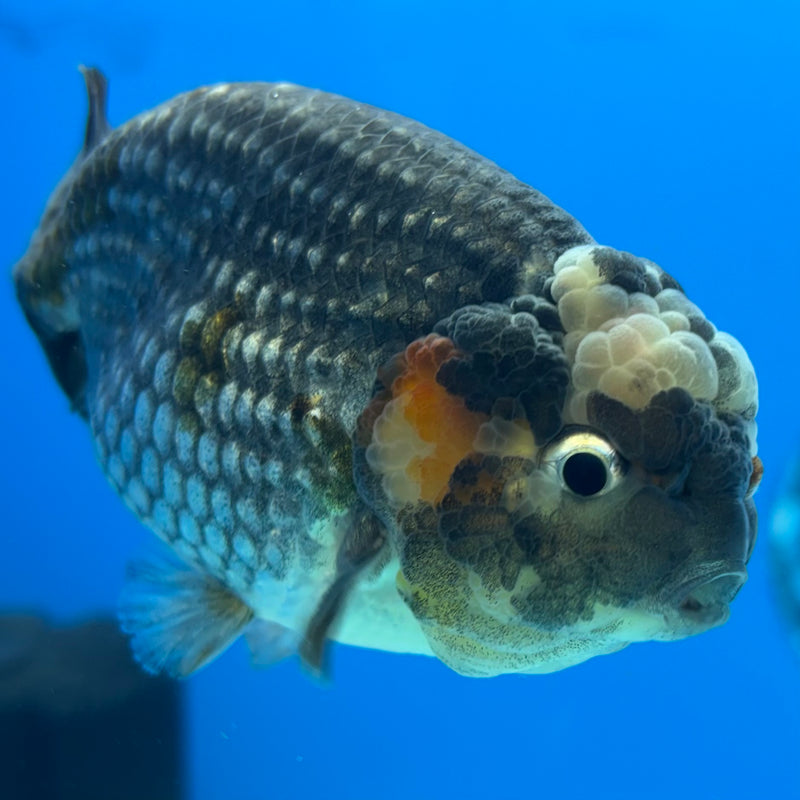 Thai Ranchu Steel Blue 3.5" Body Male(CK-897)R1A12