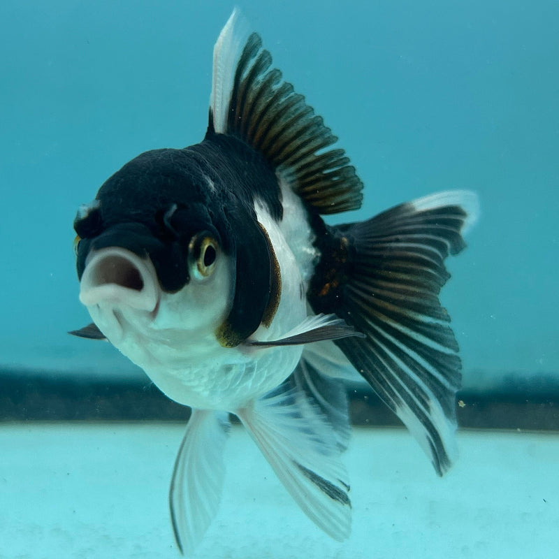 Thai Panda Oranda 2.5“Body Female (JCD-114)R4B05