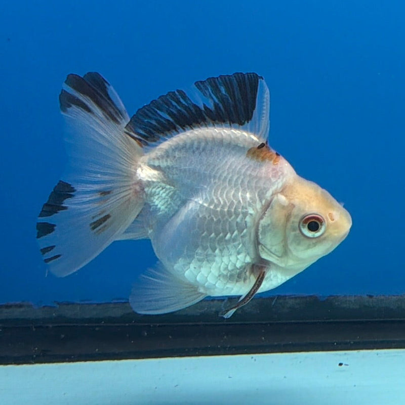 Thai Oranda Lemonhead Tri 3in Male (FEB-299)R2B06