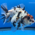 Thai Oranda Tri-Color Tiger 4" Female (NKT-CK-1565)BLUETUB-B