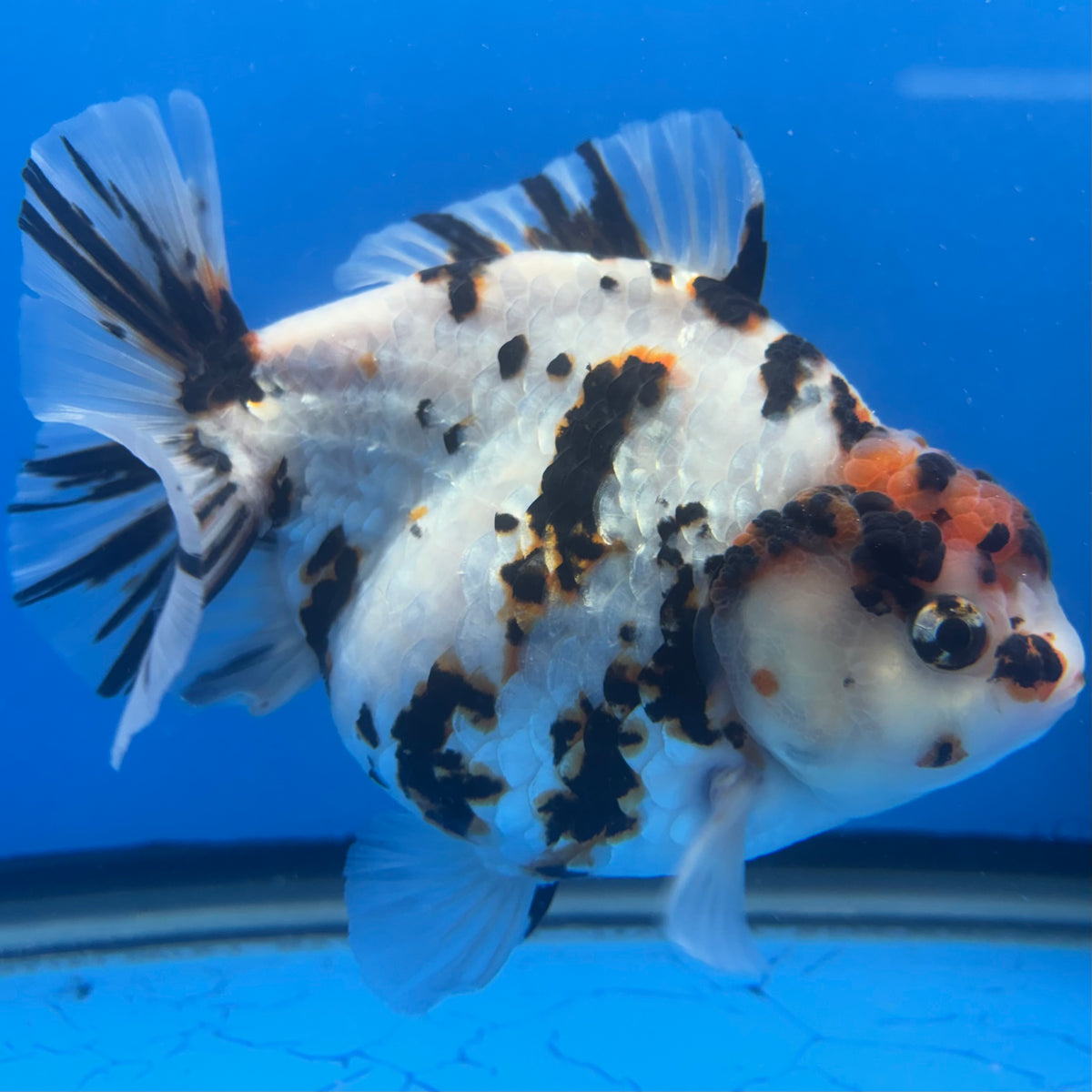 Thai Jumbo Tri Color White Tiger Calico Yuanbao 4.50" Body Female (NKT-CK-1565)BLUETUB-B