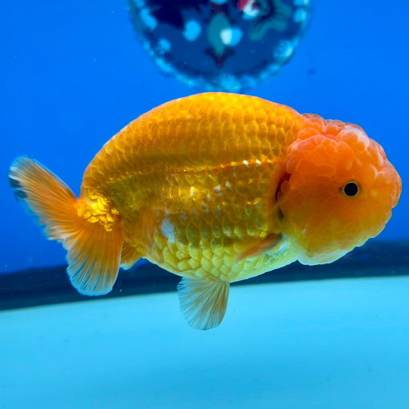 Thai Ranchu Full Red 3.5” Body Female(CK-1123)R1B05