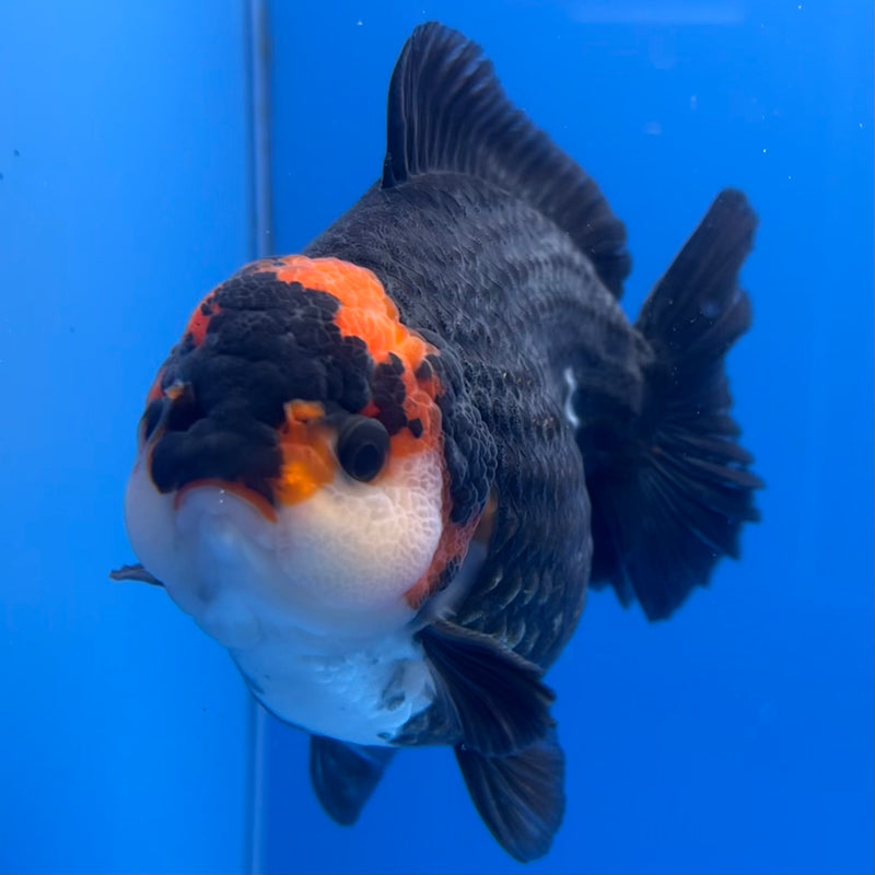 Thai Premium Oranda Yuanbao Tri-Color 4” Body Male(CK-758)R1BlueTub4