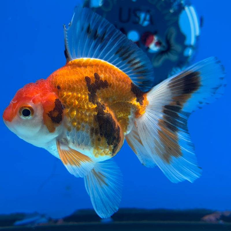 Thai Oranda Tri-Color/Apache 2.5” Body Male(CK-856)R3B17
