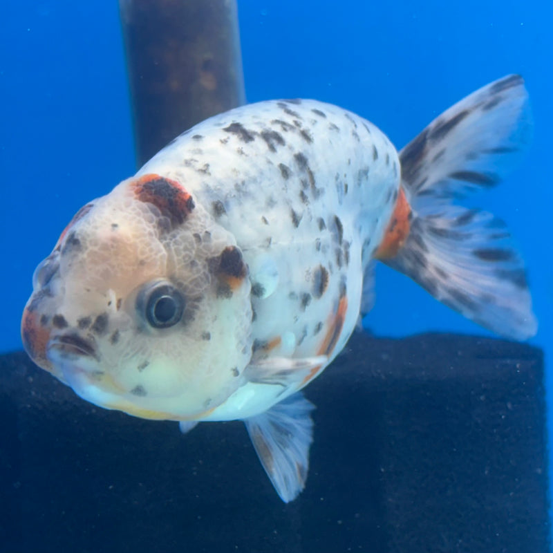 Thai Ranchu Tri-Color Calico 3.5” Body Male(CK-941)R2C03