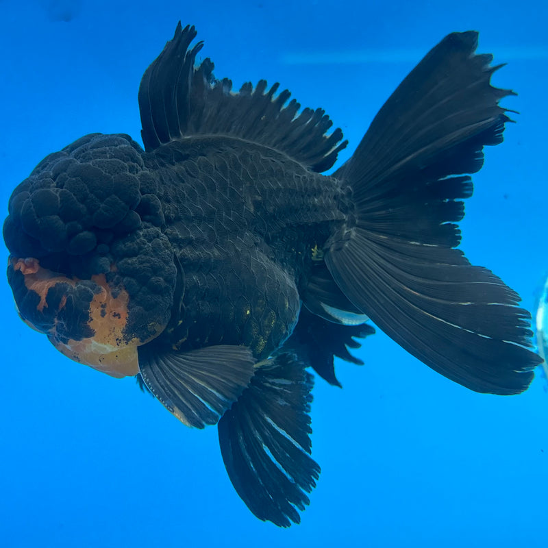 Thai Oranda Black Body Red Cap 3” Body Female(CK-1508)R2A04