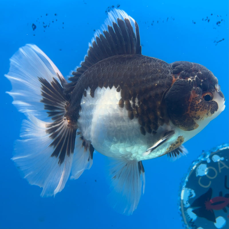 Thai Oranda Tri-Color 3.5” Body Male(BIN-CK-1058)SHOWTANK2
