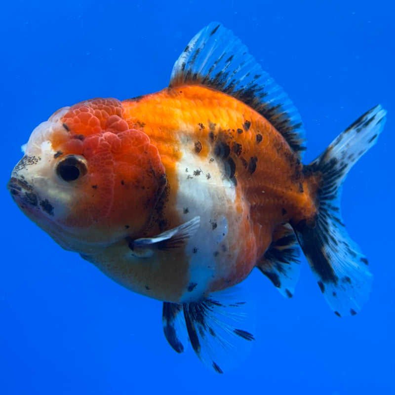 Thai Oranda Tri-Color SHOGUN Calico 3” Body Male(CK-716)R1A06