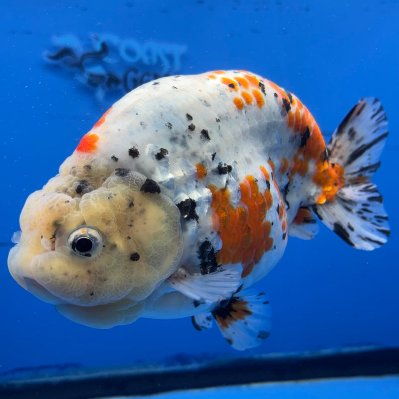 Thai Super Jumbo Calico Ranchu 6” Body Male(CK-CRP-JO1133)