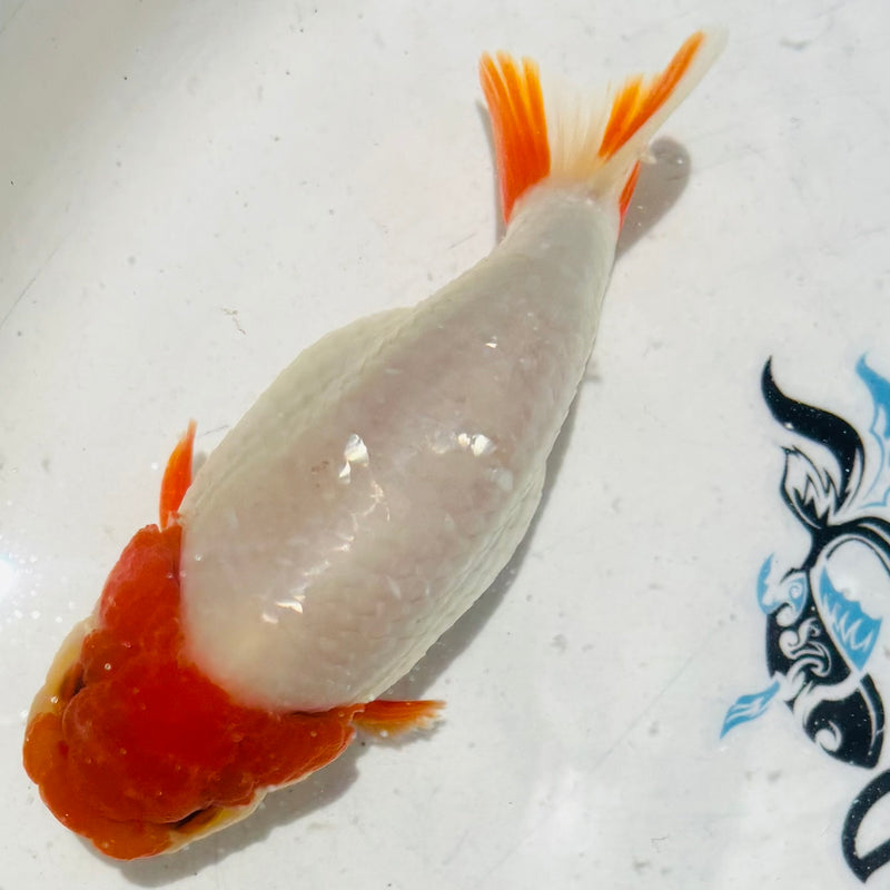 Thai Top View Red Head Ranchu A Grade 3.5” Body Male(CK-885)BLUETUB1