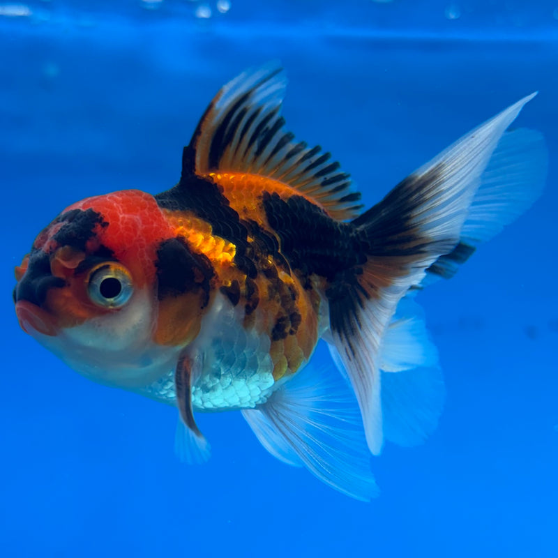 Thai Oranda Apache 2” Body Male(CK-1274)R3B05