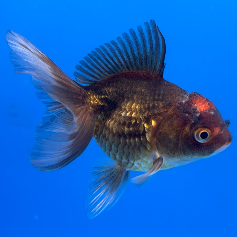 Thai Oranda Black Body Red Cap 2” Body Male(CK-824)R3B21