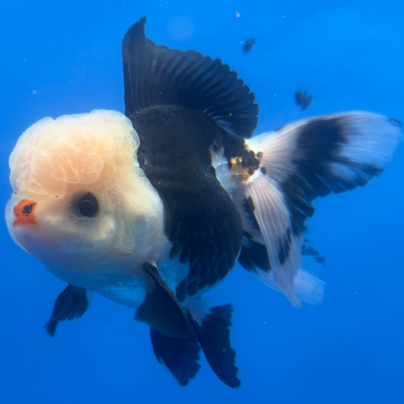 Thai Oranda Panda 3” Body Male(CK-1218)R1A09