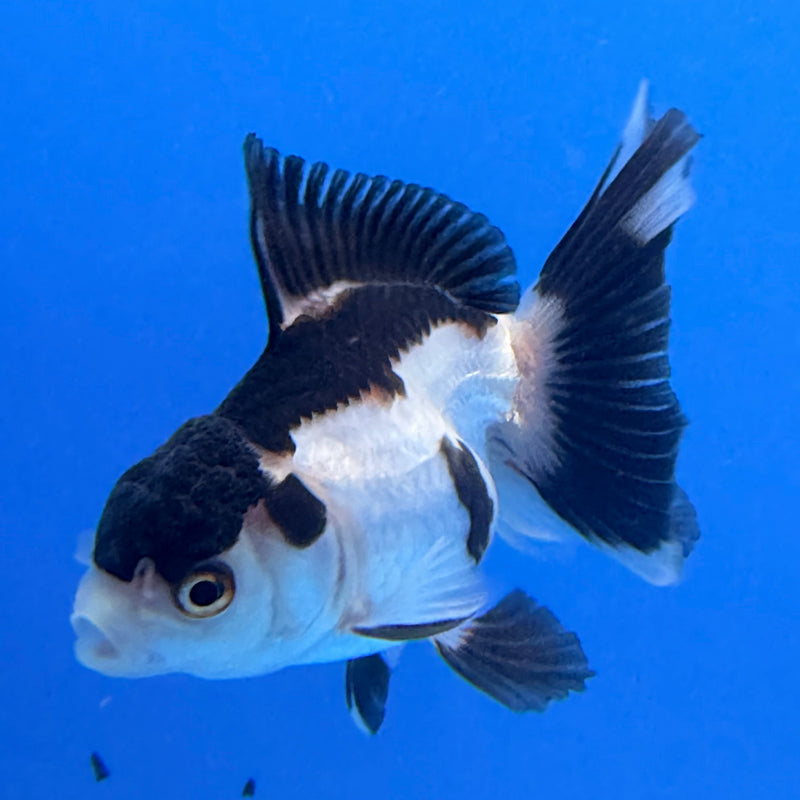 Thai Oranda Panda 2.5” Female (FEB-275)R3A09