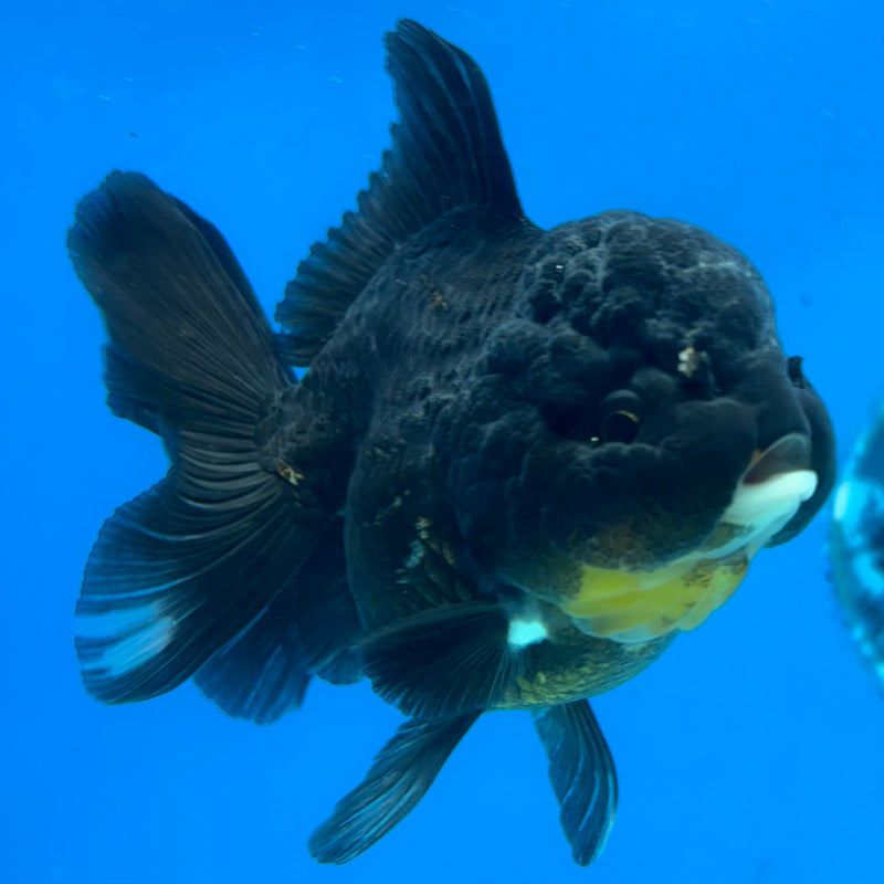 Thai Oranda Panda 3.5” Body Female(CK-1509)R2A04