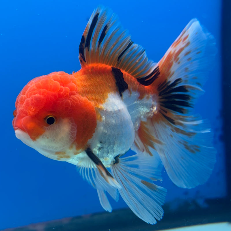 Thai Oranda Tri-Color 3” Body Male(CK-962)R3B12