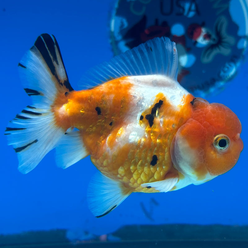 Thai Oranda Tri-Color Calico 3” Body Female(CK-1494)R3A05