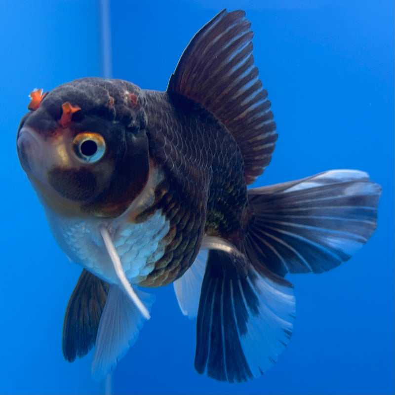 Thai Oranda Panda 3” Body Female(CK-704)R1A05