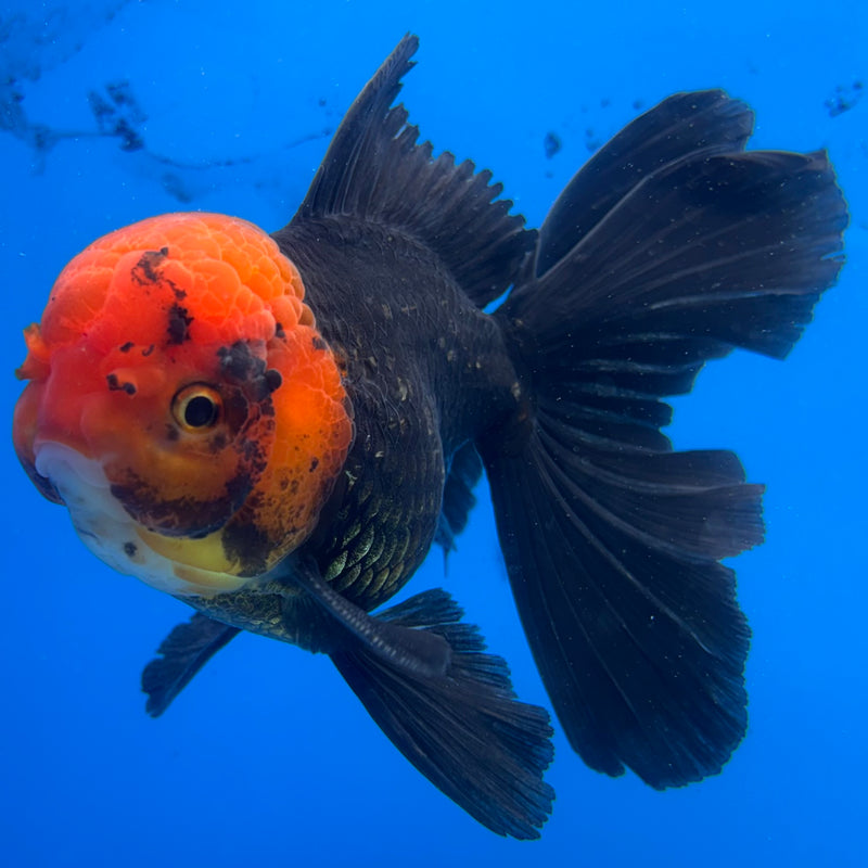 Thai Oranda Black Body Red Cap 3.5" Male(CK-1538)R2A07