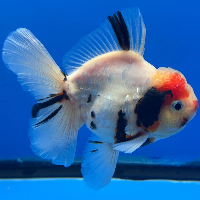Thai Oranda Tri-Color Tiger Calico 3” Body Male(CK-618)R1B02