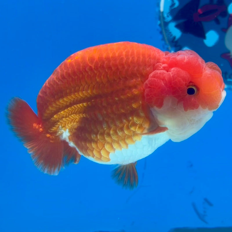 Thai Ranchu Red/White 3.5” Body Male(CK-1132)R1A07
