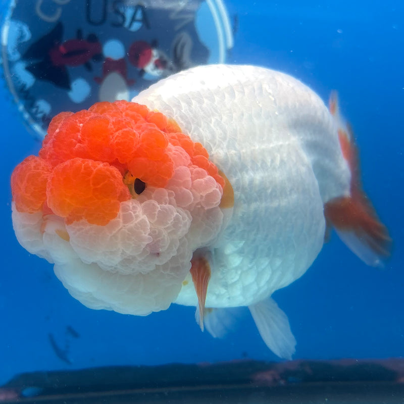 Thai Ranchu JUMBO Red/White 4.5” Body Male(CK-1453)SHOWTANK2