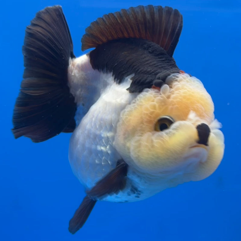 Thai Premium Oranda Yuanbao Lemon Head Panda 4” Body Female(CK-752)R1BlueTub4