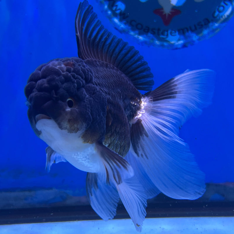 Thai Panda Oranda 2.5“Body Male (JCD-113)R4B05