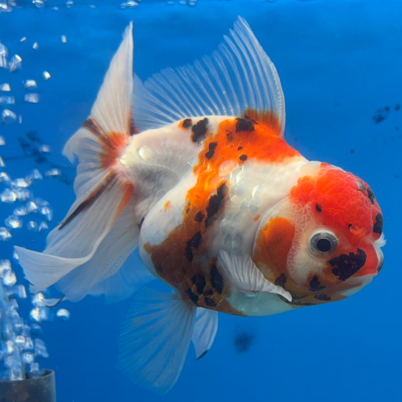 Thai Oranda Tri-Color Tiger Calico 3.5” Female(BIN-CK-1066)SHOWTANK2