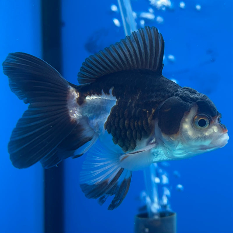 Thai Oranda Panda 2” Body Male(CK-1280)R3B03