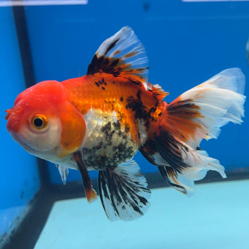 Thai Oranda Apache 3.5” Body Male(CK-1488)R2B19