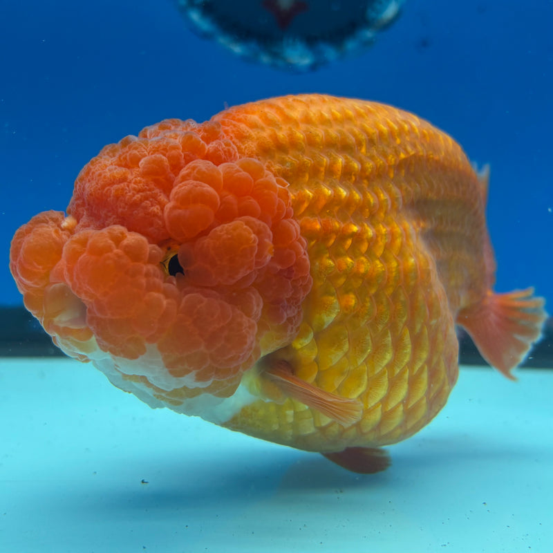 Thai Ranchu JUMBO Full Red 4.5” Body Female(CK-1360)SHOWTANK2