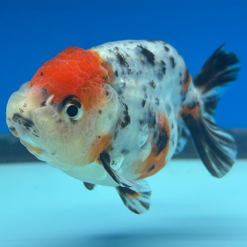 Thai Ranchu Tri-Color Calico 3.5” Body Male(CK-949)R2C03