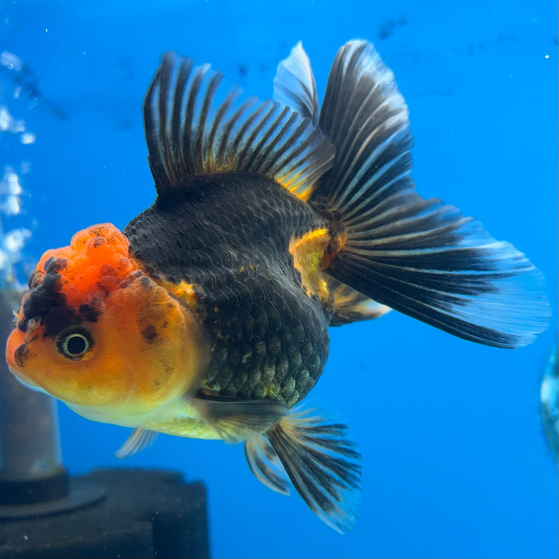 Thai Oranda Apache 3.5” Body Female(CK-914)R1BLUETUB4