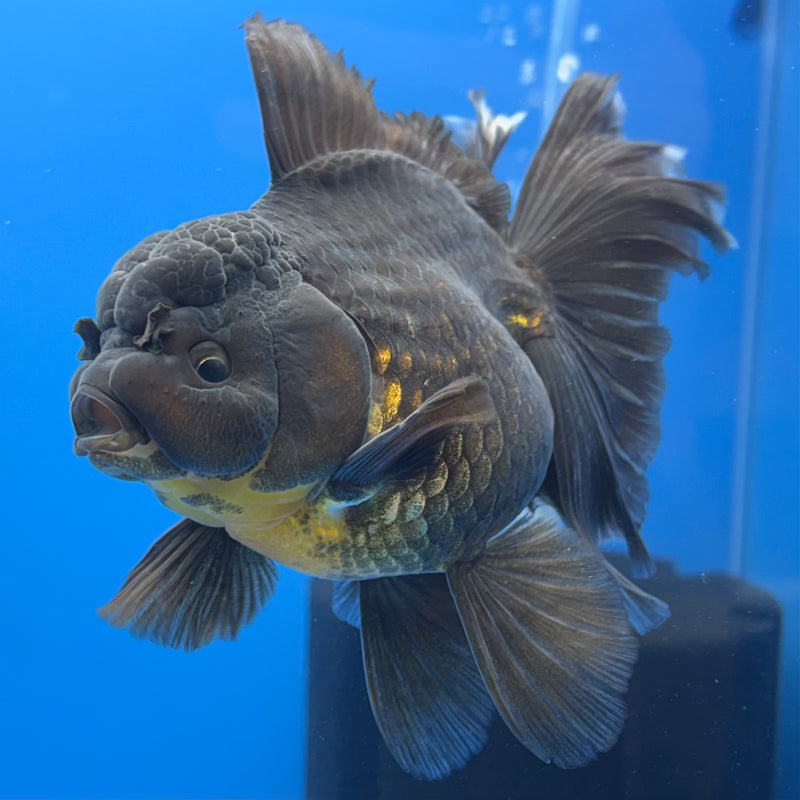 Thai Oranda Full Black 3.5” Body Female(CK-695)R1B07