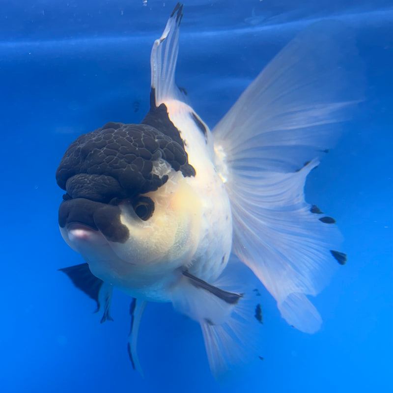 Thai Oranda Panda 4” Body Female(CK-808)R1A08