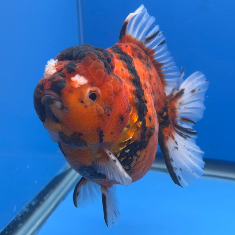 Thai Oranda JUMBO Red Calico Tiger 5” Body Male(CRP-CK-646)BLUETUB2