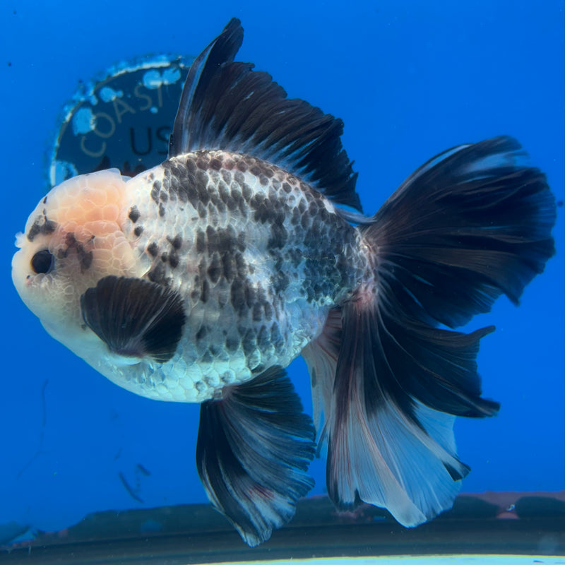 Thai Oranda JUMBO Panda 4” Body Male(CK-1394)SHOWTANK2