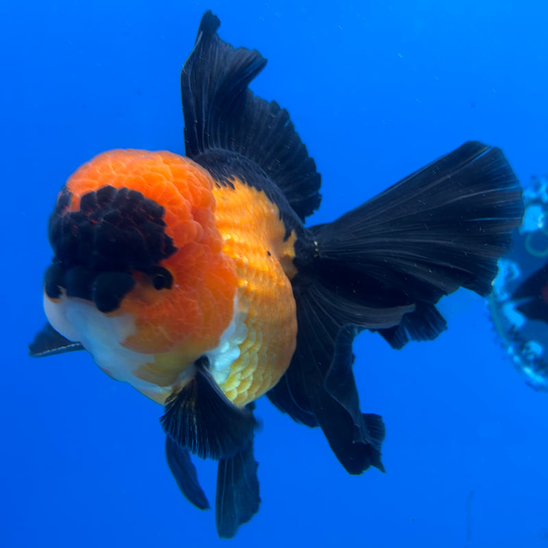 Thai Oranda Apache 3.5" Male(CK-1533)R2A06