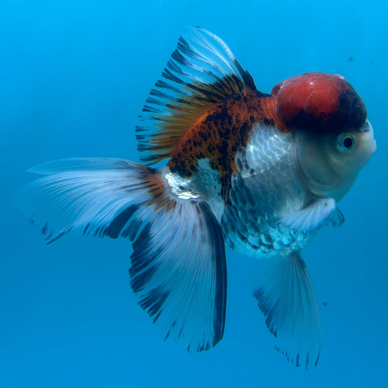 Live Premium Fancy Goldfish Thai Oranda Red & White Body Male 3.5” Body (JC-006) R1A06