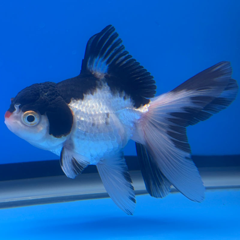 Thai Oranda Panda 2.5” Body Male(CK-1242)R3B10
