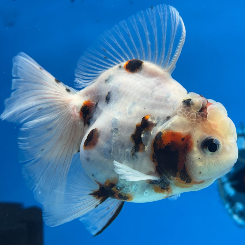 Thai Oranda Tri-Color Tiger Calico 3” Body Female(CK-619)R1B02